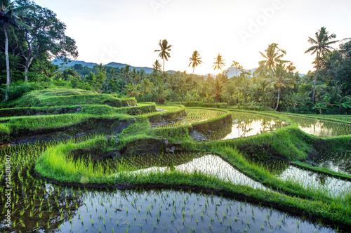 Cuadros en Lienzo Rice terraces on Bali during sunrise, Indonesia