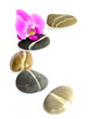A line  of stones with pink orchid isolated on white background