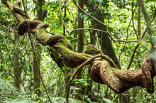 Liana In Rainforest Sinharaja, Sri Lanka