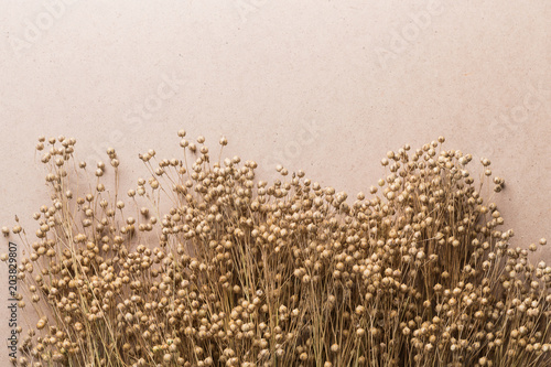 plant dry flax on a beige background, a bunch of flax, a lot of dry plants