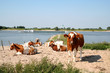 © Joop Hoek - Holstein-Friesian cows are grazing along the river Waal