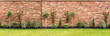 panoramic image of a newly planted garden or back yard of hardy trees, shrubs and creepers along a bedding in front of an impressive red brick surrounding wall
