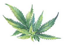 A Green Branch Of Cannabis Sativa (Cannabis Indica, Marijuana) Medicinal Plant With Leaves. Watercolor Hand Drawn Painting Illustration Isolated On A White Background.