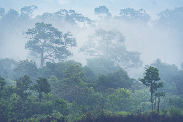 view of tropical forest, Khao Yai National Park, Thailand