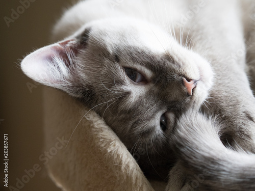 A Domestic Short Hair Kitten With Traits Of A Siamese Curled In A