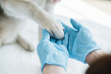 Fototapeta  - cropped image of veterinarian in latex gloves examining dog paw