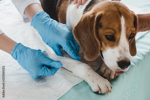 Fotografie, Obraz cropped image of veterinarian bandaging beagle paw in clinic