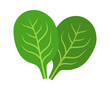 Two spinach green vegetable leaves flat vector icon for food apps and websites