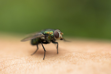 Macro close up of tropical insect in the wild isolated against background