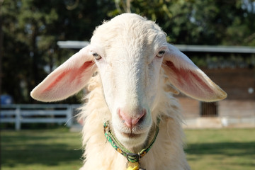 White sheep on the farm looking straight.