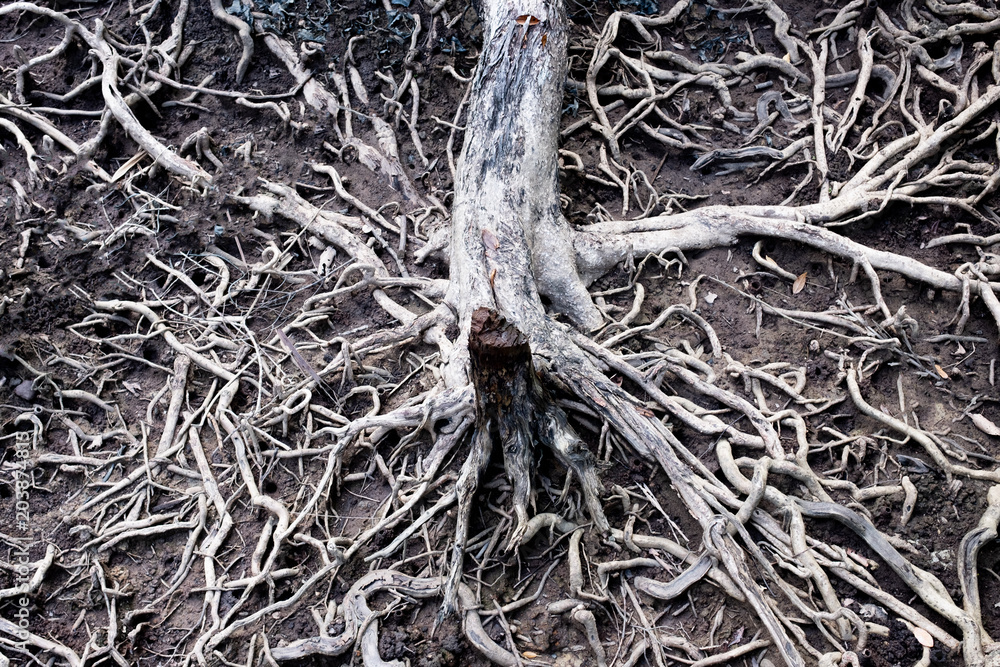 Dry Roots Tree Roots Dry roots of old tree on black soil. Stock Photo | Adobe Stock
