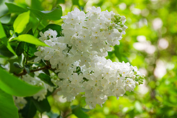  Inflorescences of the white lilac at selective focus