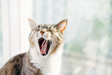 Fototapeta Koty - cat yawns close-up