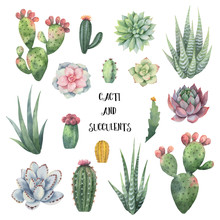 Watercolor Vector Set Of Cacti And Succulent Plants Isolated On White Background.