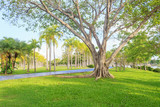 Fototapeta Las - Walkway in park. Landscape with jogging track at green park