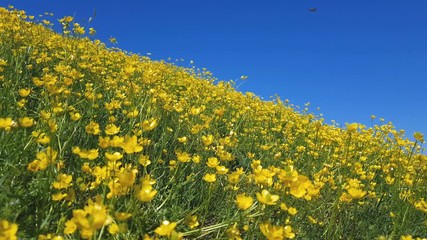 Wall Mural - yellow ranunculus acris on the spring sunny lawn. beautiful blue sky holiday background. shallow dep