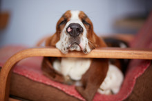 Closeup Of A Sleepy Basset Hound Puppy Snout While Sleeping In A Resting Chair