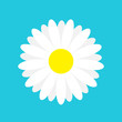 © worldofvector - White daisy chamomile marguerite icon. Cute flower plant collection. Love card. Camomile icon Growing concept. Flat design. Blue background. Isolated.