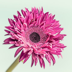 Close up of pink flower bloom : daisy, gerbera or aster