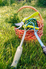 Two hand garden rakes, pruner, gloves and bouquet of field chamomiles in wicker basket with green grass around