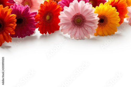 Gerbera flowers with drops of water isolated on white background