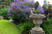 Laughing Kookaburra, Scientific Name Dacelo Novaeguineae, Sitting Like A Statue In A Flower Garden