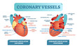 © VectorMine - Coronary vessels anatomical health care vector illustration labeled diagram. Heart blood flow system with blood vessel scheme.