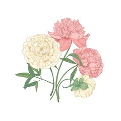 Wall Mural - Bunch of beautiful blooming peony flowers hand drawn on white background. Detailed botanical drawing of gorgeous flowering romantic garden plants. Vector illustration in elegant antique style.