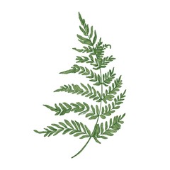 Green fern hand drawn on white background. Elegant botanical drawing of beautiful forest or woodland plant used in floristry. Natural colorful vector illustration in beautiful vintage style.