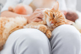 Fototapeta Koty - Woman stroking cute ginger cat on her knees. Fluffy pet frowning of pleasure. Cozy morning at home.