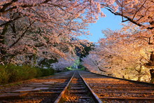 京都　インクライン　桜