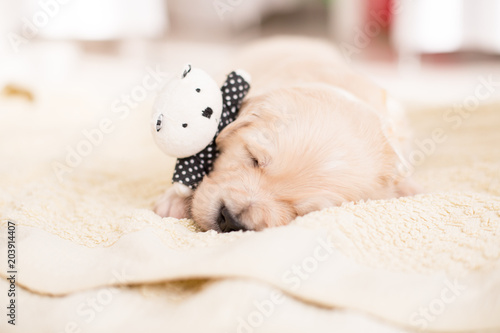 golden retriever puppy teddy