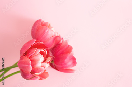 Beautiful pink peony flowering tulips on pink background. Holiday greeting card.