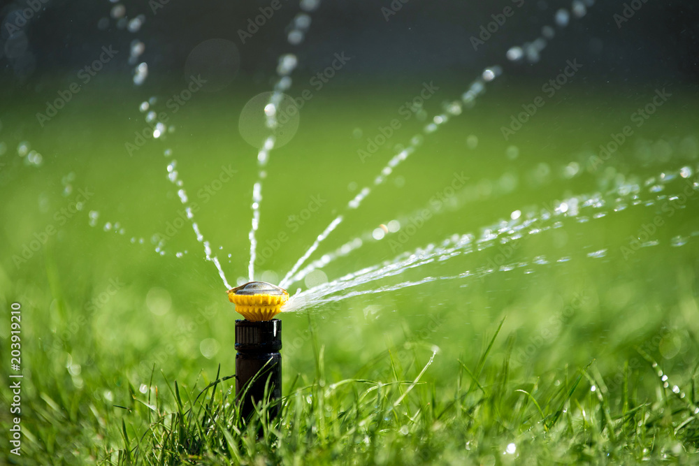 Sprinkler in action watering grass - obrazy, fototapety, plakaty 