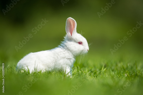 Plakat Dziecko biały królik w trawie