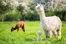 White Alpaca With Offspring, South American Mammal
