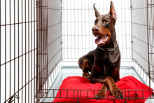 Dog In Cage. Isolated Background. Happy Doberman Lies In An Iron Box