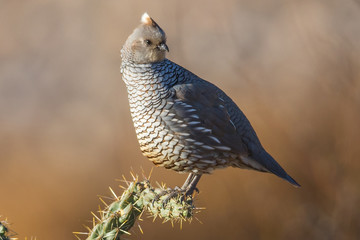 Blue Quail