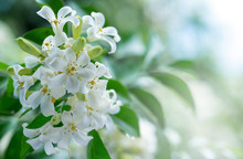 White Flower, Orange Jessamine, Andaman Satinwood On Brunch, Green Background