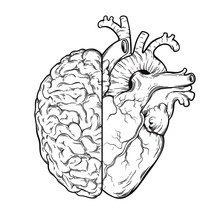 Hand Drawn Line Art Human Brain And Heart Halfs - Logic And Emotion Priority Concept. Print Or Tattoo Design Isolated On White Background Vector Illustration.