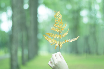 Wall Mural - lady hand is handling pine tree leaf