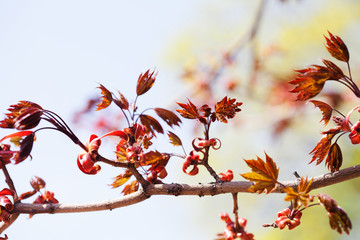 Wall Mural - Beautiful floral spring time colorful background. Maple tree branch with fresh red leaves. Soft focus, shallow depth of field