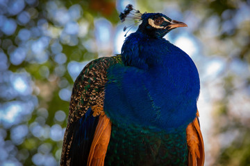 Der Blaue Pfau lauert