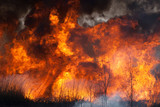 Fototapeta Na sufit - The raging flame of fire burn in the fields, forests and black thick acrid smoke. Big wildfire close-up