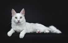 Solid White Young Turkish Angora Cat With Green Eyes Laying Side Ways Isolated On Black Background Looking At Camera