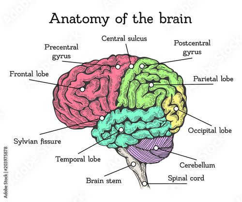Brain anatomy color scheme Stock Vector | Adobe Stock