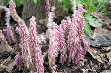 Pink Flowers Of Blooming Common Toothwort In The Forest, Parasitic Plant Growing On Tree Roots