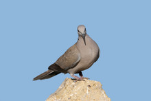 A Male Collared Dove Stands On A Stone On Blue Blurred Background. Close Up And Detailed Photo.