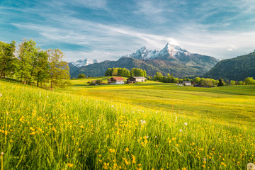 Wall Mural - idyllic landscape in the alps with blooming meadows in springtime