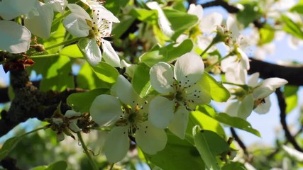 Wall Mural - Blooming pear tree flowers on branch. Spring time nature macro shot, blossom organic plants concept